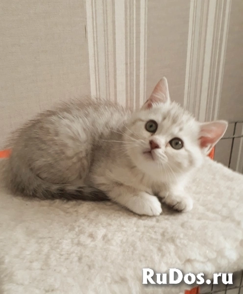 Очаровательный котенок серебристая шиншилла фото