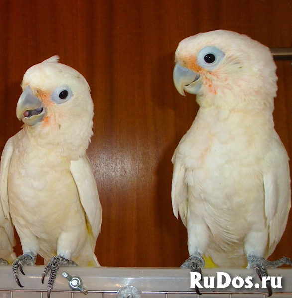 Какаду Гоффина - ручные птенцы из питомника фото