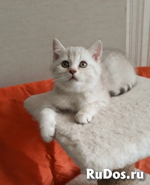 Очаровательный котенок серебристая шиншилла фотка
