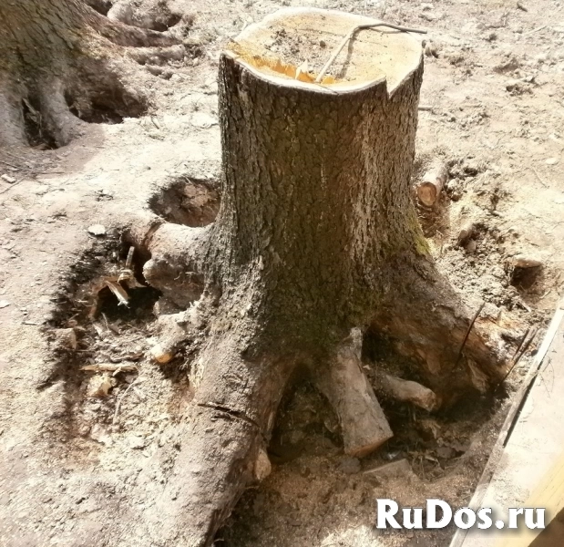Убрать дерево с участка (вырубка) и выкорчевывание и дробление фотка