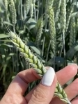 Семена пшеницы озимой купить Акапелла  Арсенал Армада Бумба картинка из объявления