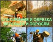 Спиливание Воронеж, спиливание деревьев в Воронеже картинка из объявления