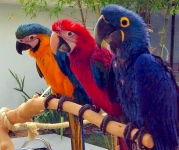 Попугаи ара -  ручные птенцы из питомника картинка из объявления