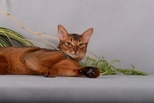 Абиссинский кот настоящий, самый красивый, очень умный картинка из объявления