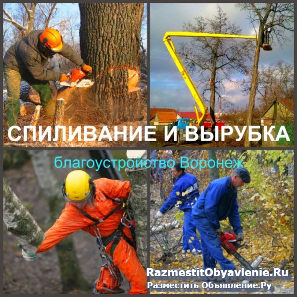 Спиливание Воронеж, спиливание деревьев в Воронеже фотка