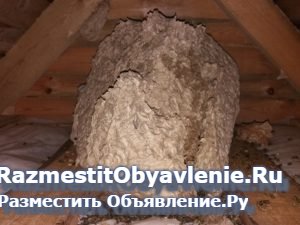 Уничтожение клещей и комаров в Орехово-Зуево фотка