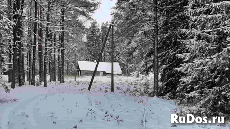 Домик на эстонском хуторе в хвойном лесу изображение 4