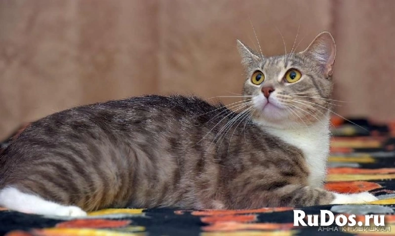 Царь-кошка Мусильда (по-домашнему Муся) украсит ваш дом! изображение 3