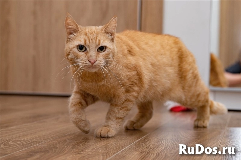 Рыжая кошка Мишаня в добрые руки. изображение 6