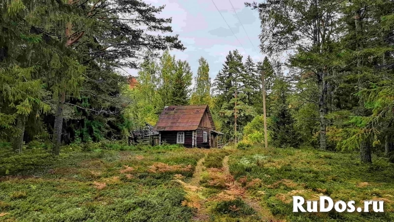 Домик на эстонском хуторе в хвойном лесу изображение 5