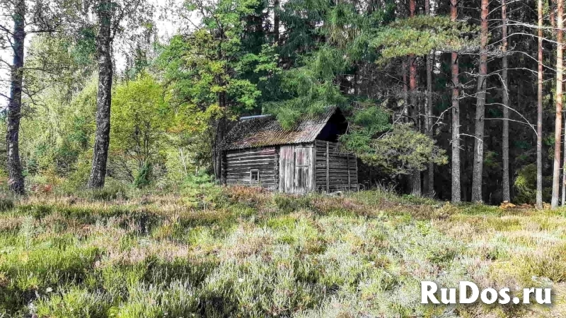 Домик на эстонском хуторе в хвойном лесу изображение 12