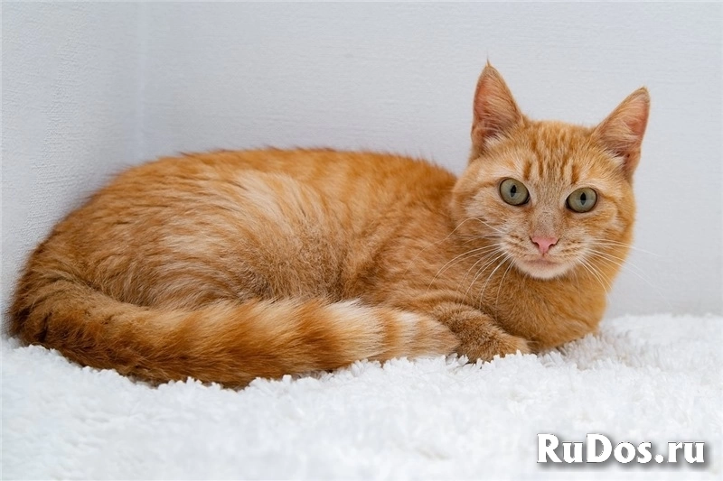 Рыжая кошка Мишаня в добрые руки. изображение 4