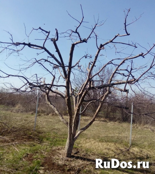 Обрезка плодовых деревьев Новая Усмань и опрыскивание деревьев в изображение 4