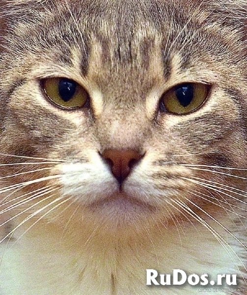 Царь-кошка Мусильда (по-домашнему Муся) украсит ваш дом! изображение 5