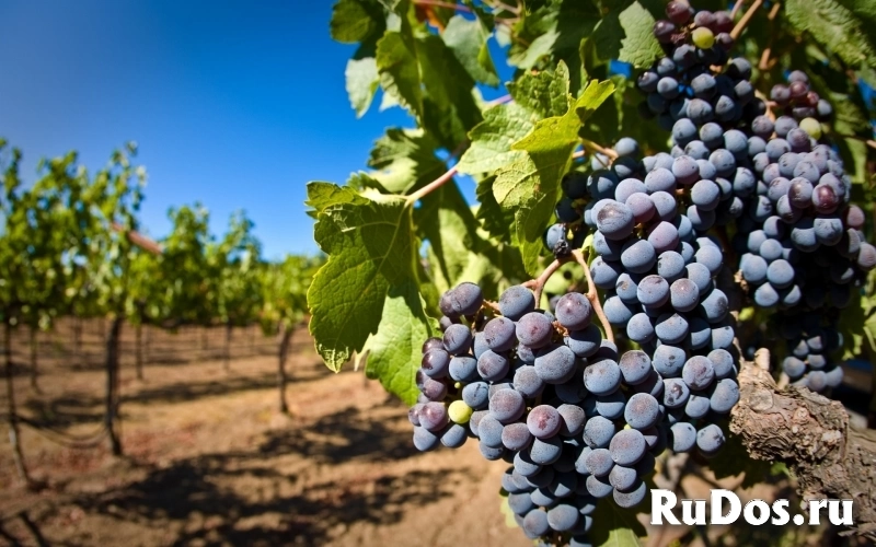 Курс "Основы виноградарства" фото