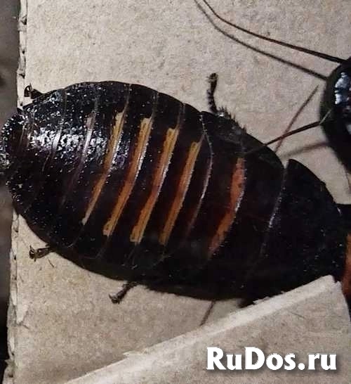 Мадагаскарские тараканы шипящие фото