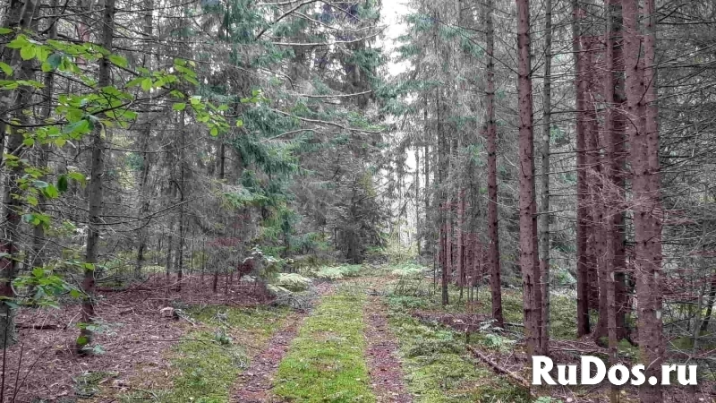 Домик на эстонском хуторе в хвойном лесу изображение 6