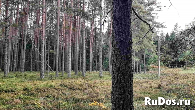 Домик на эстонском хуторе в хвойном лесу фотка