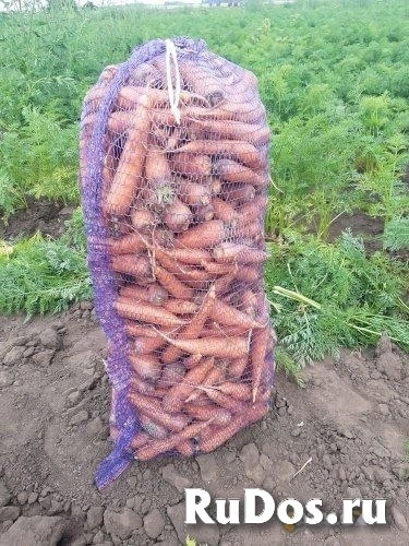 11 сортов картофеля от одного поставщика оптом фото