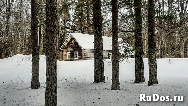 Домик на эстонском хуторе в хвойном лесу фото
