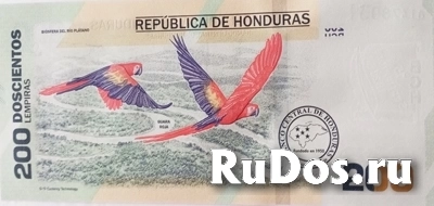 Банкнота Гондураса фотка