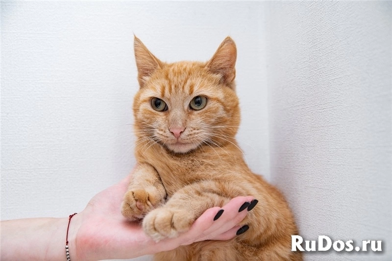 Рыжая кошка Мишаня в добрые руки. изображение 3