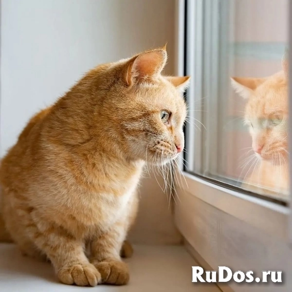 Рыжая кошка Мишаня в добрые руки. изображение 7