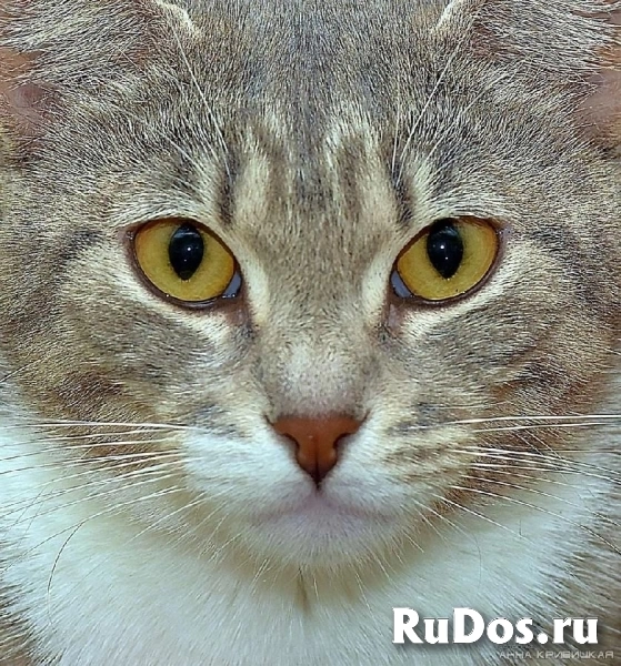 Царь-кошка Мусильда (по-домашнему Муся) украсит ваш дом! изображение 4