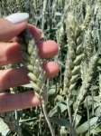 Семена пшеницы озимой купить Агрофак100  Алексеич Ахмат Безостая картинка из объявления