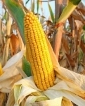 Семена гибридов кукурузы Лимагрен купить картинка из объявления