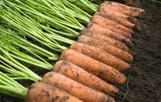 Морковь каскад F1 1,8-2,0 (500 000 семян) прайм+B-Mox Bejo картинка из объявления