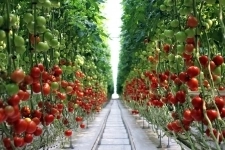 Курс "Технология выращивания овощей в защищённом грунте" картинка из объявления