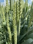 Семена озимой пшеницы краснодарской селекции картинка из объявления
