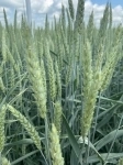 Семена озимой пшеницы донской селекции картинка из объявления