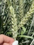 Семена  пшеницы озимой купить Амбар Аскет Аюта Вольница картинка из объявления