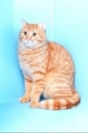 рыжий молодой котик ждет вас в приюте картинка из объявления