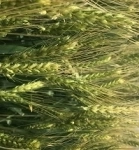Семена озимой пшеницы донской селекции картинка из объявления