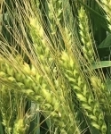 Семена озимой пшеницы зерноградской селекции картинка из объявления
