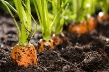 Курс "Технология выращивания овощных культур в открытом грунте" картинка из объявления